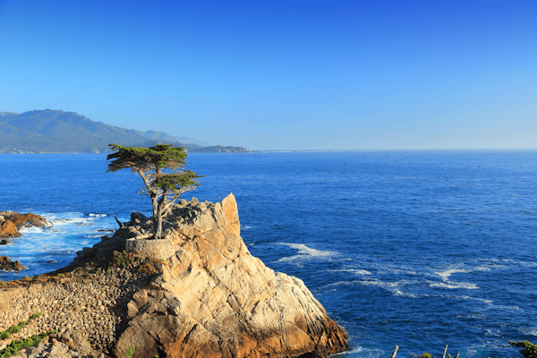 Lone Cypress CA