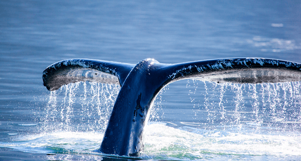 Whale Watching Car Service